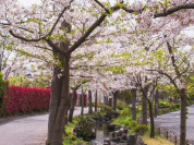 一之江境川親水公園