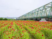 小松川運動公園