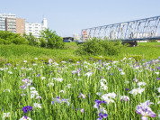小岩菖蒲園