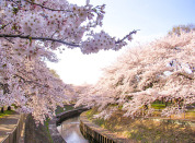 善福寺川緑地