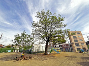 あかしあ公園