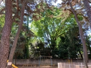 中野区立氷川公園