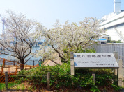 東八潮緑道公園