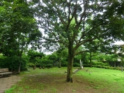 松庵わかくさ公園