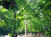 林試の森公園 