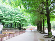 小平中央公園