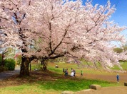 練馬区立野公園