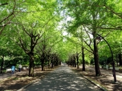 東京都立光が丘公園