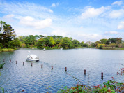洗足池公園