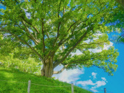 玉川野毛町公園