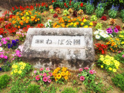 板橋区立蓮根ねっぱ公園