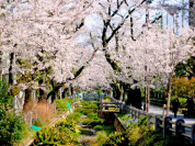 呑川緑道