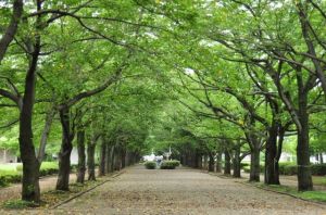 ご新居から直ぐ足を延ばすと「府中の森公園」があり、休日の一時をご家族で楽しむことが出来る素晴らしい環境です。