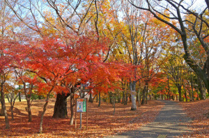 「府中の森公園」から四季を感じることが出来ます！