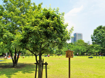 中目黒公園