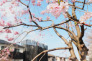 川沿いの桜並木 60m