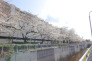 川沿いの桜並木 60m