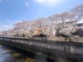 【石神井川沿い写真】