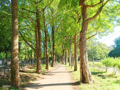練馬区桜台2丁目36-14 建築条件付き売地 全1区画 コンセプトイメージ3