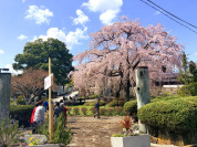 東郷寺の枝垂れ桜