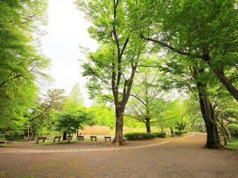 善福寺公園